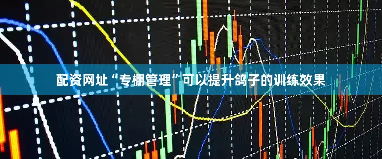 配资网址“专棚管理”可以提升鸽子的训练效果